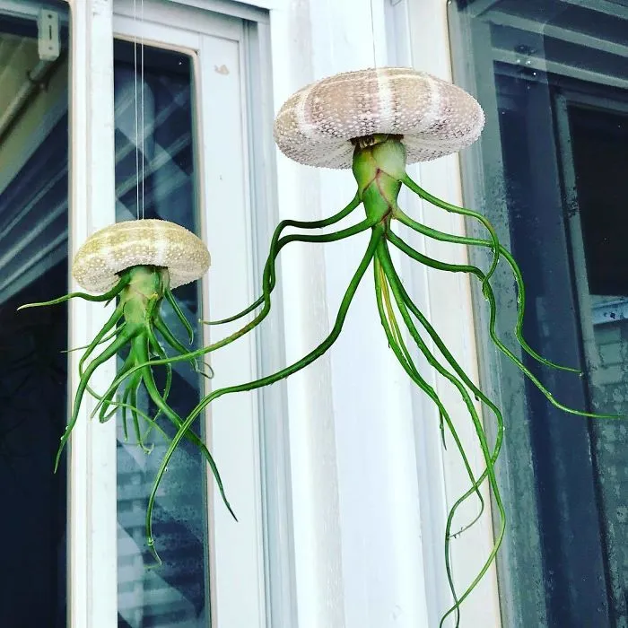 Extraña suculenta