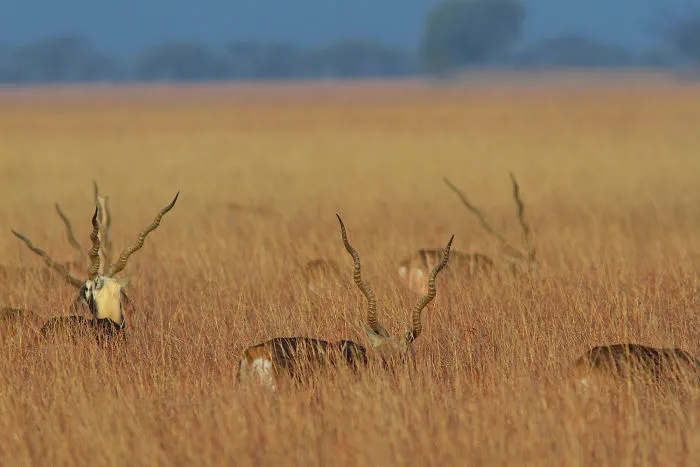 Blackbuck