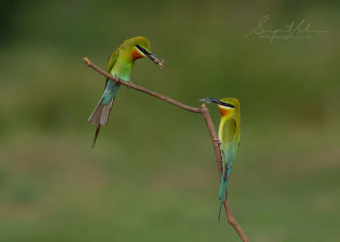 Blue-Tailed Bee-Eater