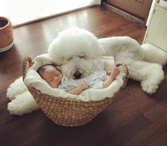 Family's 3 Poodles Have A Special Bond With Their Little Brother And Sister (30 Pics)