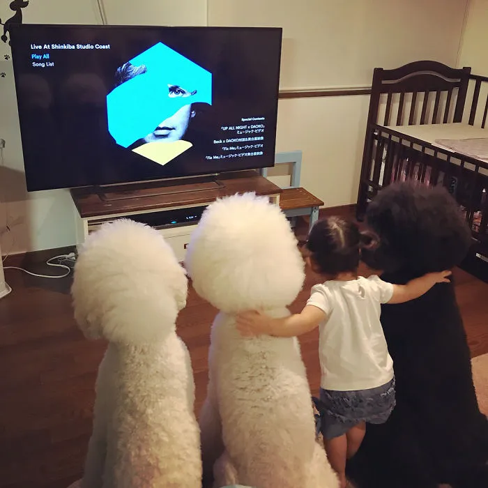 Family's 3 Poodles Have A Special Bond With Their Little Brother And Sister (30 Pics)