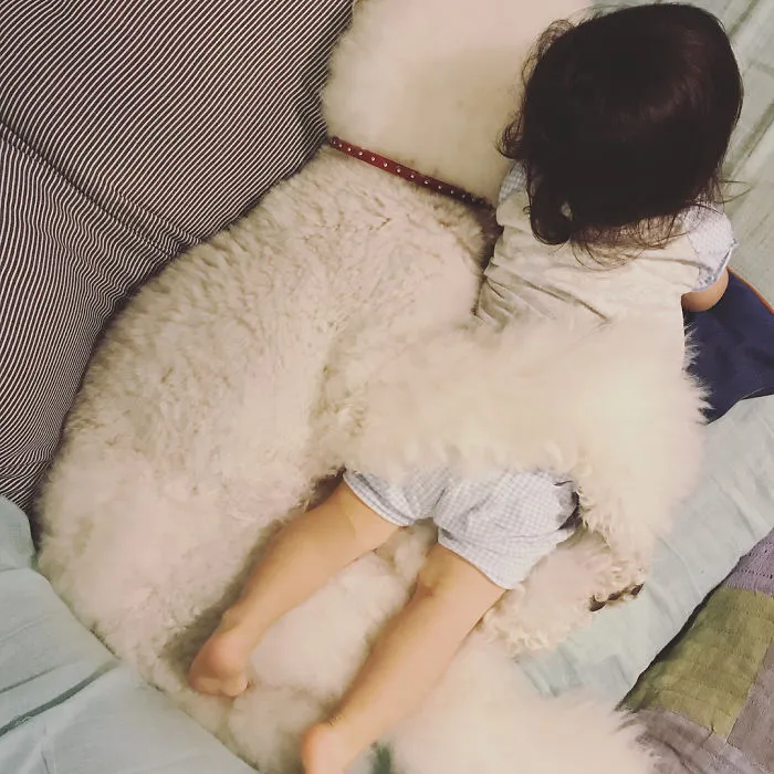 Family's 3 Poodles Have A Special Bond With Their Little Brother And Sister (30 Pics)