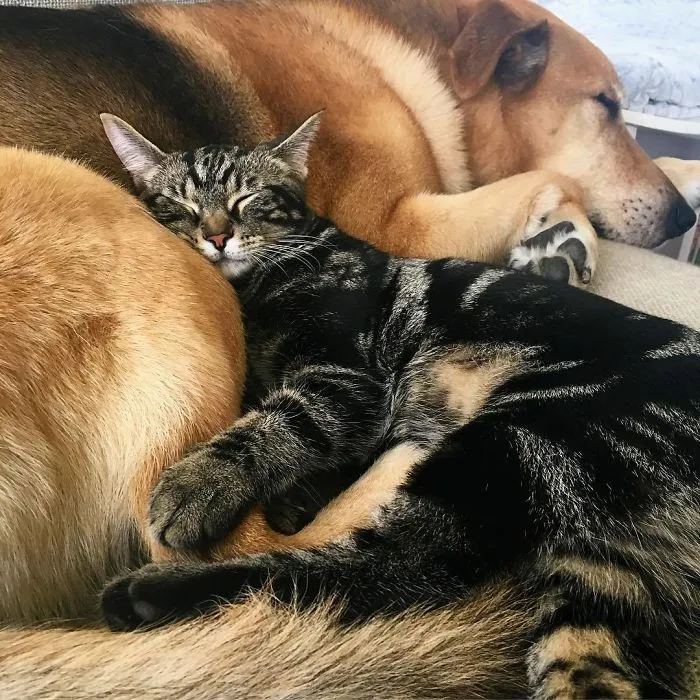 Este perro cuida de los gatitos rescatados en este refugio, y aquí tienes 30 fotos para mostrar su amor infinito