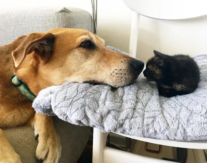 Este perro cuida de los gatitos rescatados en este refugio, y aquí tienes 30 fotos para mostrar su amor infinito