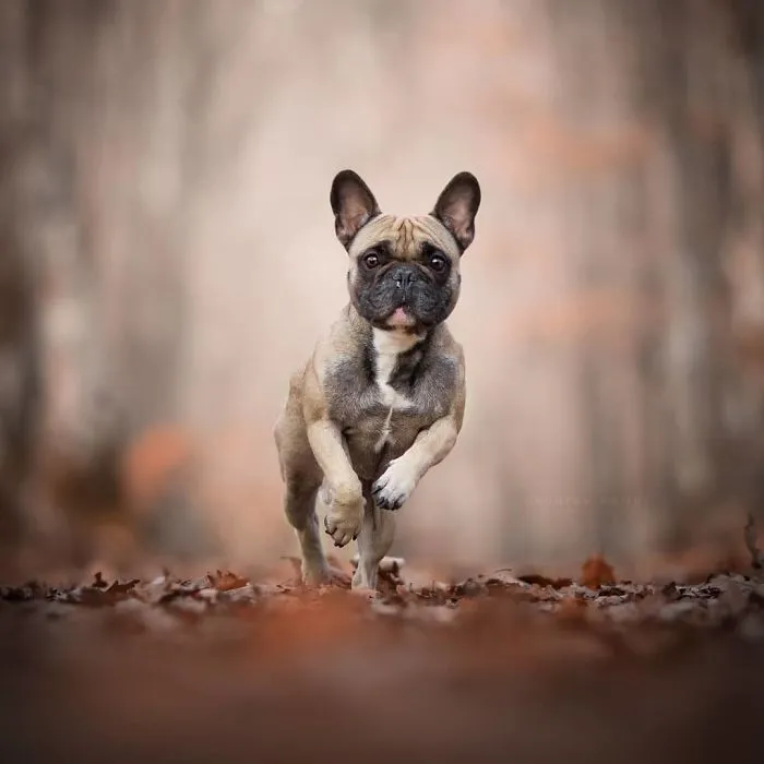 I Combined My Two Favorite Things, Dogs And Nature, To Create These Magical Photos (49 Pics)