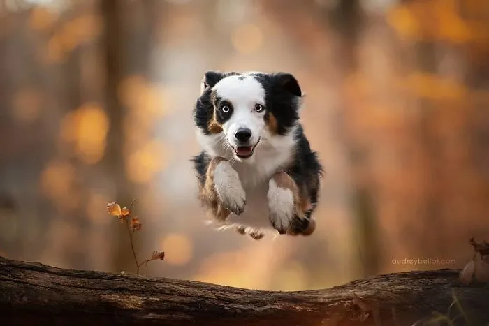I Combined My Two Favorite Things, Dogs And Nature, To Create These Magical Photos (49 Pics)