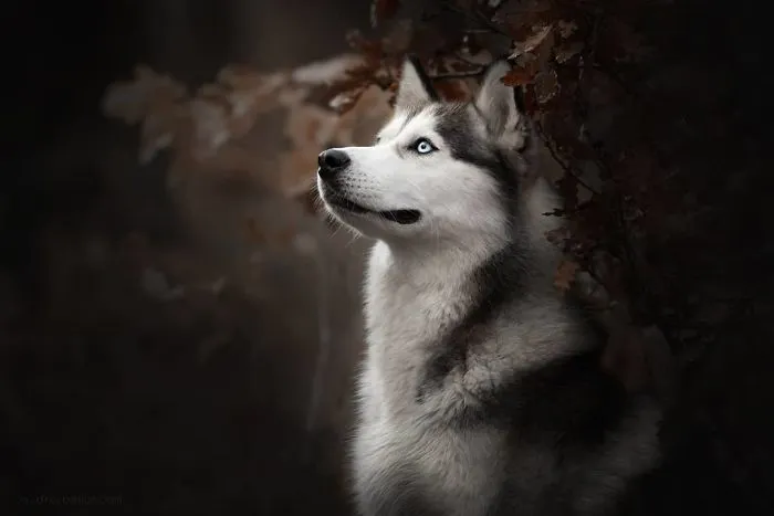 I Combined My Two Favorite Things, Dogs And Nature, To Create These Magical Photos (49 Pics)