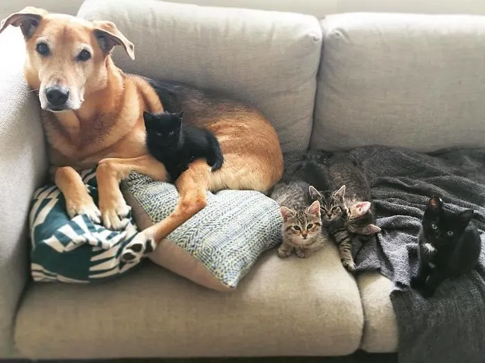Este perro cuida de los gatitos rescatados en este refugio, y aquí tienes 30 fotos para mostrar su amor infinito