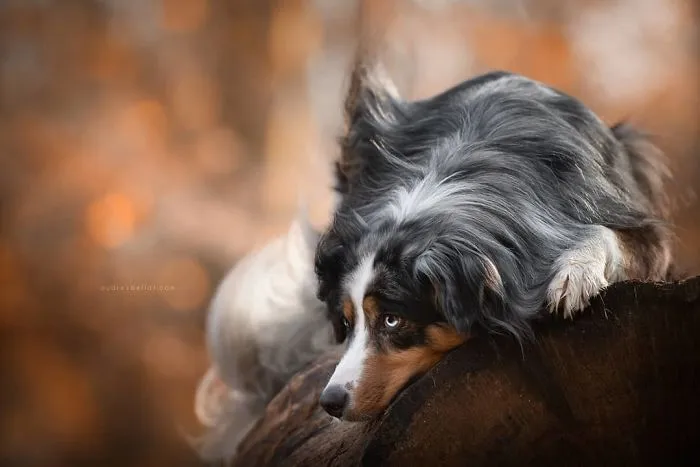 I Combined My Two Favorite Things, Dogs And Nature, To Create These Magical Photos (49 Pics)