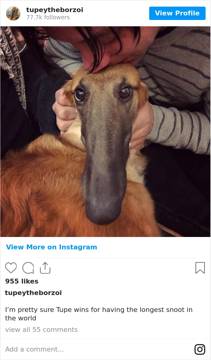 78K People Follow This Borzoi On Instagram For Her Adorably Long Snout