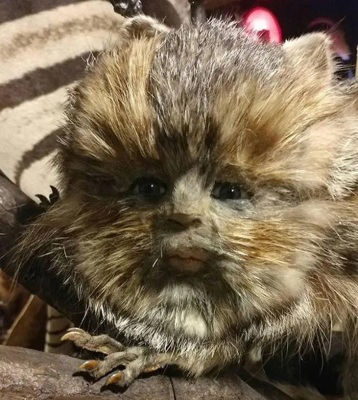 Bad Taxidermy