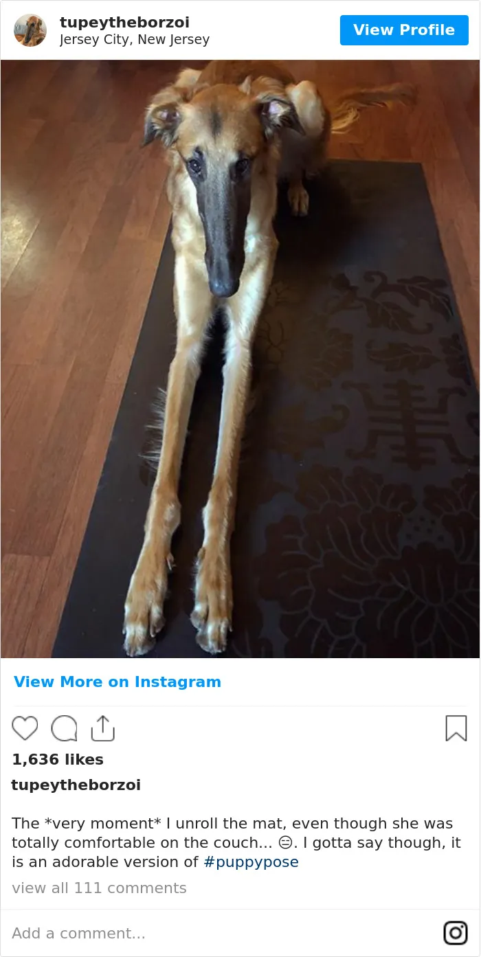 78K People Follow This Borzoi On Instagram For Her Adorably Long Snout