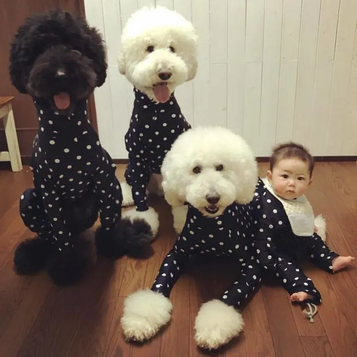Family's 3 Poodles Have A Special Bond With Their Little Brother And Sister (30 Pics)