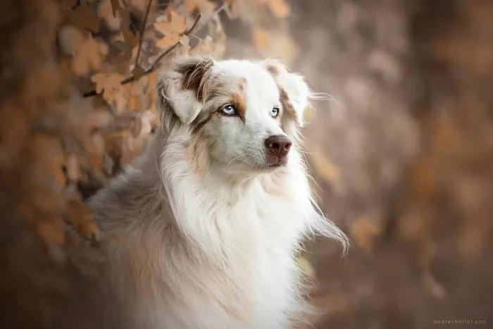 I Combined My Two Favorite Things, Dogs And Nature, To Create These Magical Photos (49 Pics)