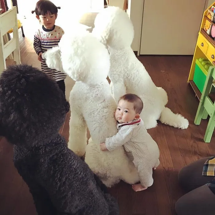 Family's 3 Poodles Have A Special Bond With Their Little Brother And Sister (30 Pics)