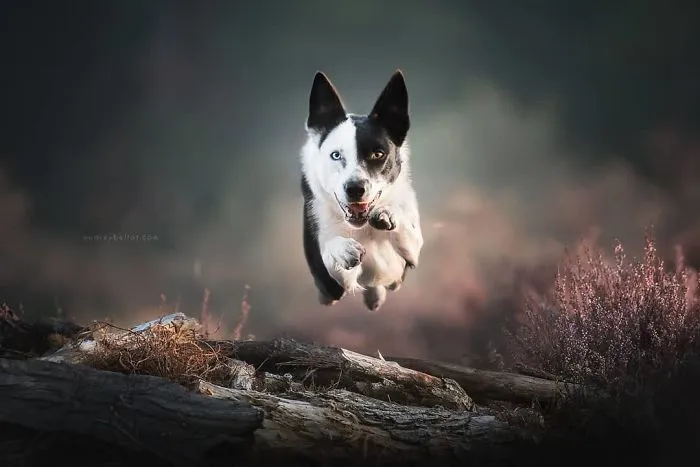 I Combined My Two Favorite Things, Dogs And Nature, To Create These Magical Photos (49 Pics)