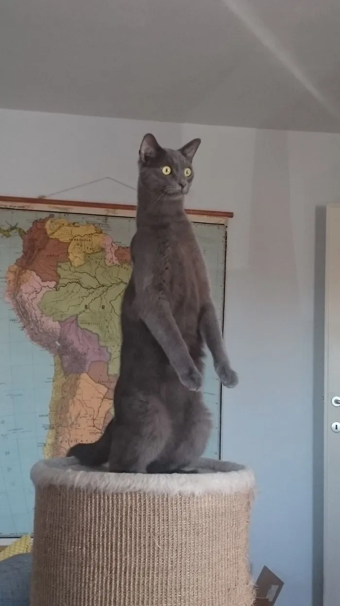 Longcat