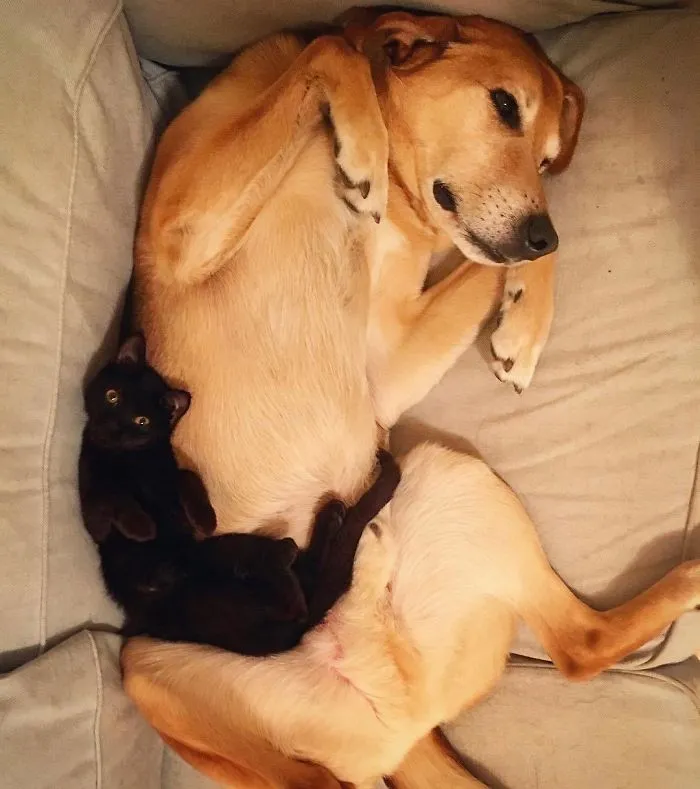 Este perro cuida de los gatitos rescatados en este refugio, y aquí tienes 30 fotos para mostrar su amor infinito
