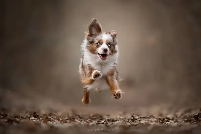 I Combined My Two Favorite Things, Dogs And Nature, To Create These Magical Photos (49 Pics)