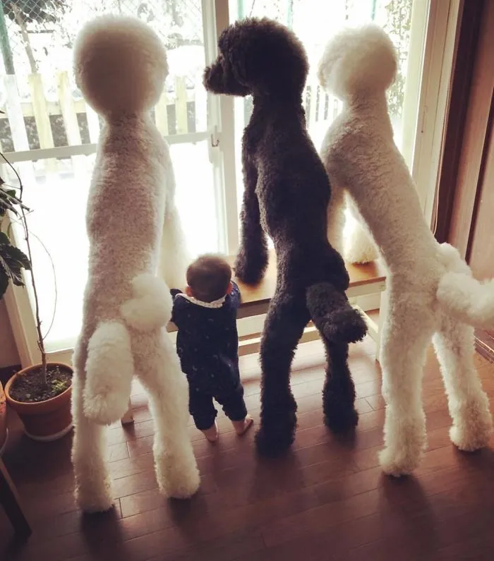 Family's 3 Poodles Have A Special Bond With Their Little Brother And Sister (30 Pics)
