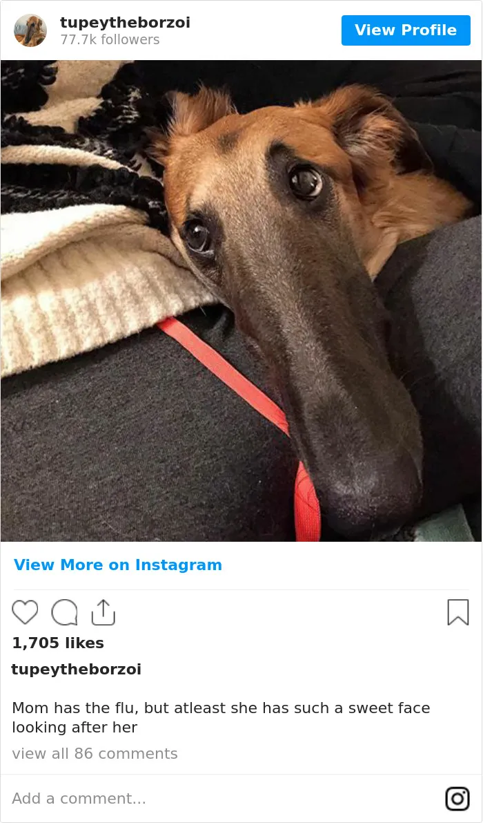 78K People Follow This Borzoi On Instagram For Her Adorably Long Snout