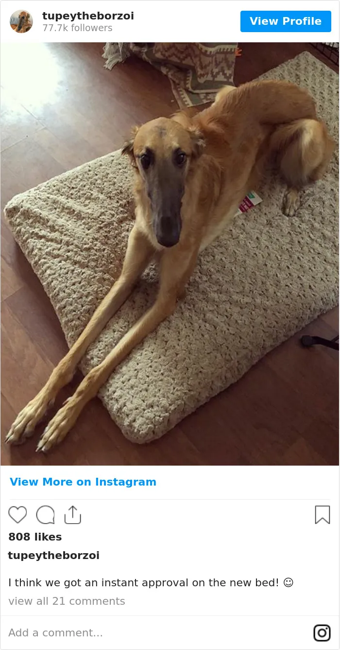 78K People Follow This Borzoi On Instagram For Her Adorably Long Snout