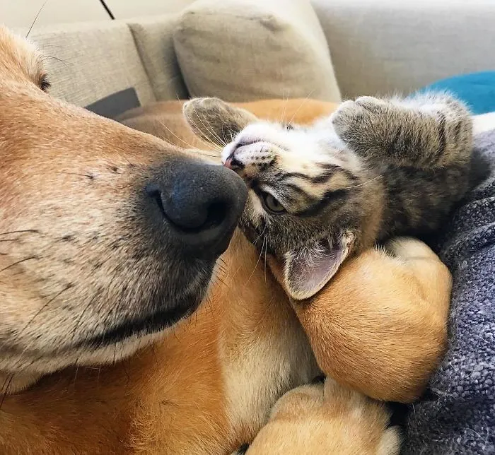 Este perro cuida de los gatitos rescatados en este refugio, y aquí tienes 30 fotos para mostrar su amor infinito