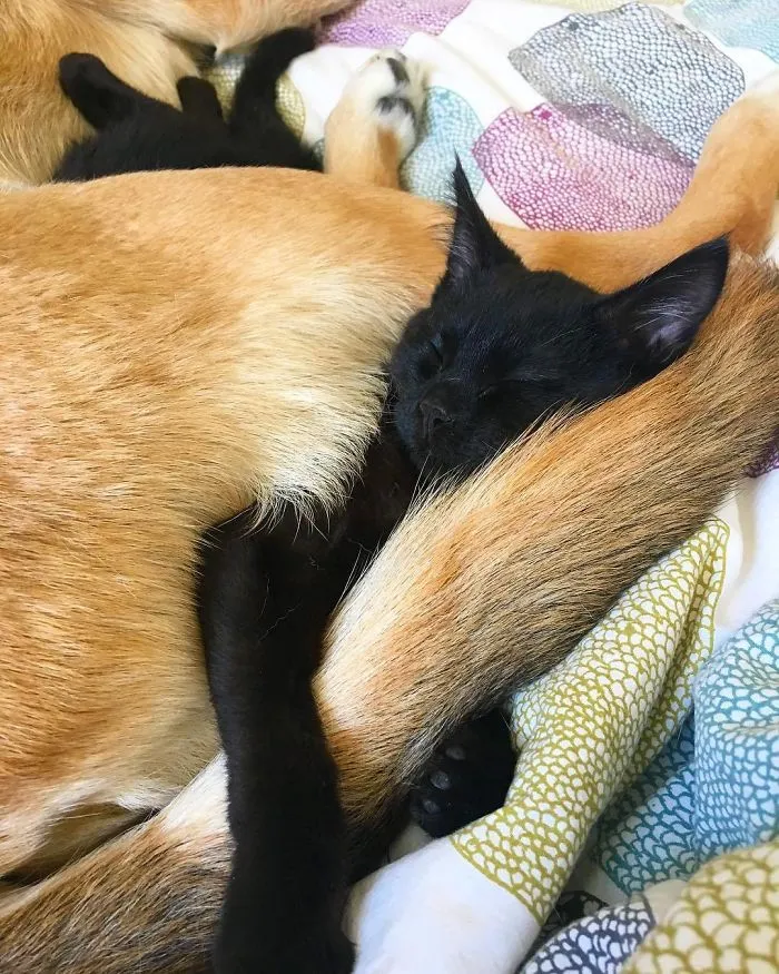 Este perro cuida de los gatitos rescatados en este refugio, y aquí tienes 30 fotos para mostrar su amor infinito