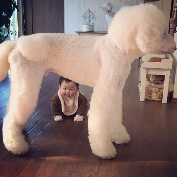 Family's 3 Poodles Have A Special Bond With Their Little Brother And Sister (30 Pics)