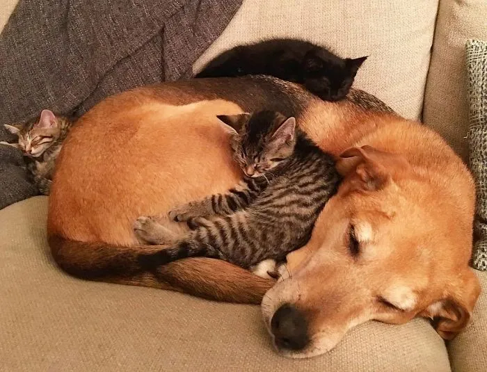 Este perro cuida de los gatitos rescatados en este refugio, y aquí tienes 30 fotos para mostrar su amor infinito