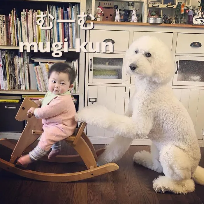 Family's 3 Poodles Have A Special Bond With Their Little Brother And Sister (30 Pics)