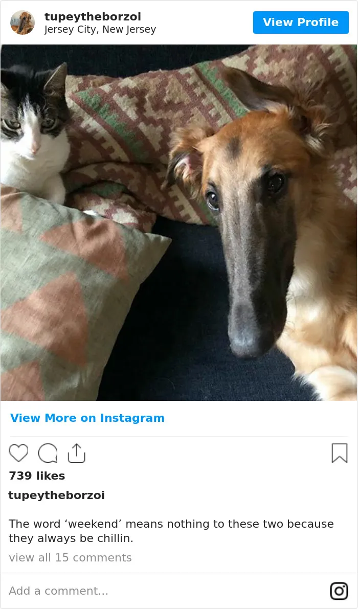 78K People Follow This Borzoi On Instagram For Her Adorably Long Snout