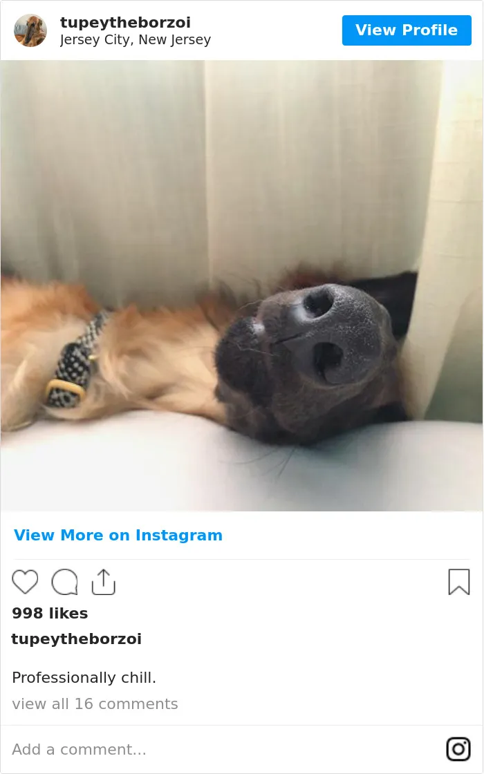 78K People Follow This Borzoi On Instagram For Her Adorably Long Snout