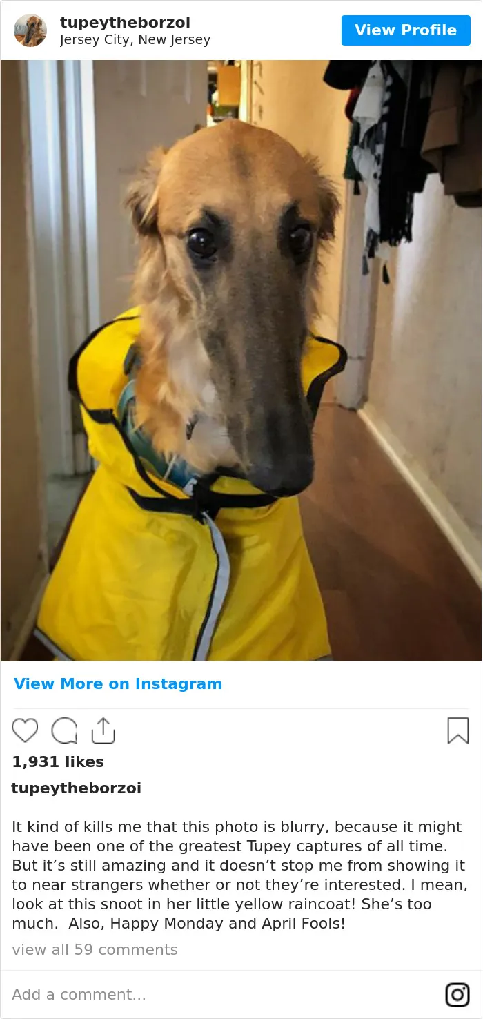 78K People Follow This Borzoi On Instagram For Her Adorably Long Snout