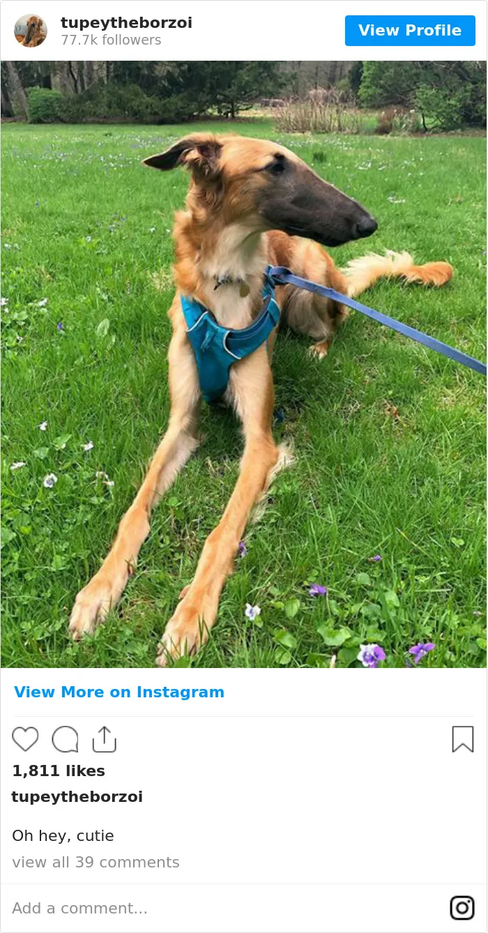 78K People Follow This Borzoi On Instagram For Her Adorably Long Snout