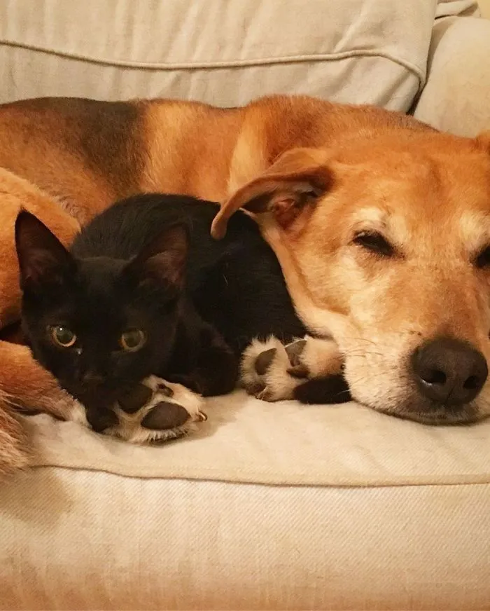 Este perro cuida de los gatitos rescatados en este refugio, y aquí tienes 30 fotos para mostrar su amor infinito