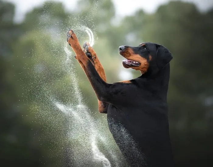 I Combined My Two Favorite Things, Dogs And Nature, To Create These Magical Photos (49 Pics)