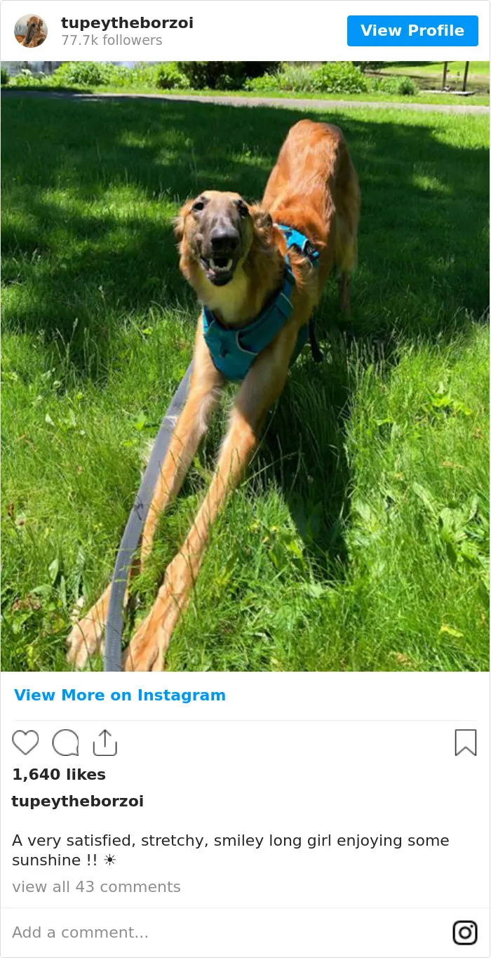 78K People Follow This Borzoi On Instagram For Her Adorably Long Snout