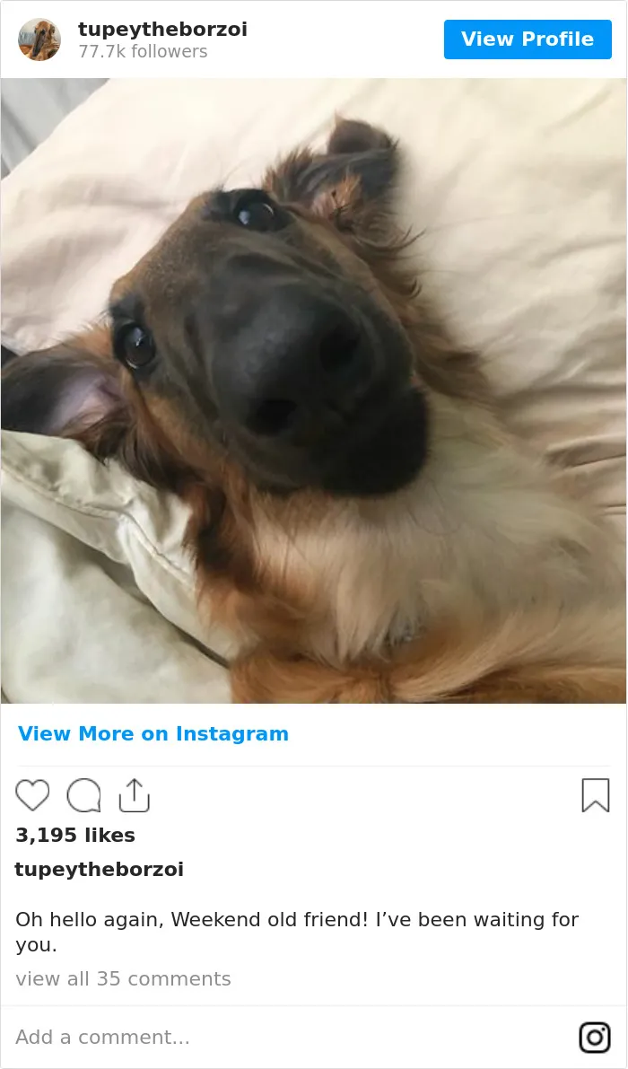78K People Follow This Borzoi On Instagram For Her Adorably Long Snout