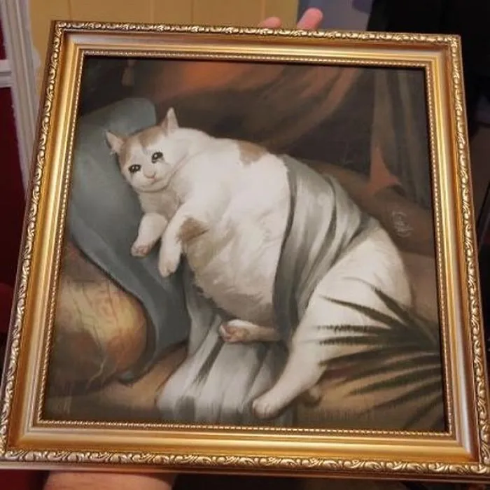 Chonky Cat