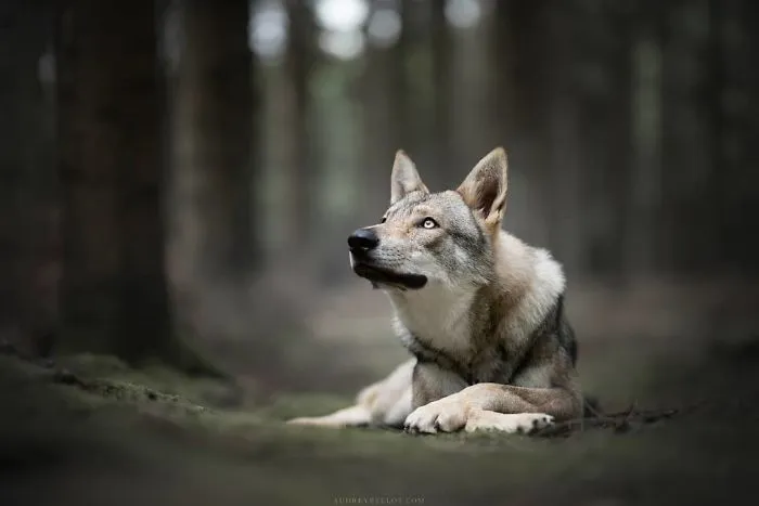 I Combined My Two Favorite Things, Dogs And Nature, To Create These Magical Photos (49 Pics)
