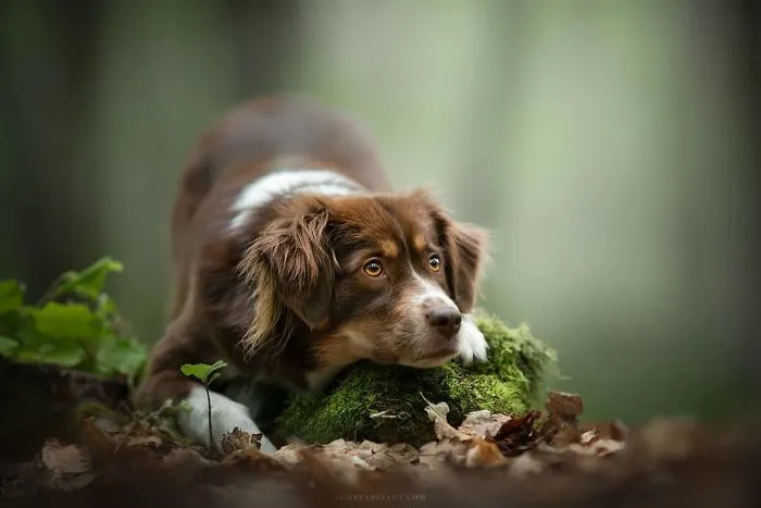 I Combined My Two Favorite Things, Dogs And Nature, To Create These Magical Photos (49 Pics)