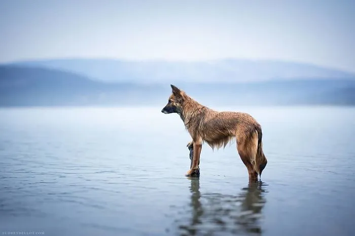I Combined My Two Favorite Things, Dogs And Nature, To Create These Magical Photos (49 Pics)