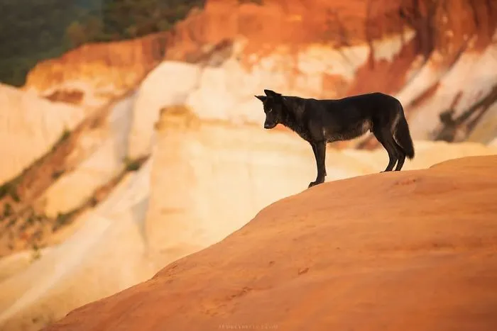 I Combined My Two Favorite Things, Dogs And Nature, To Create These Magical Photos (49 Pics)