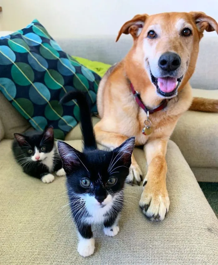 Este perro cuida de los gatitos rescatados en este refugio, y aquí tienes 30 fotos para mostrar su amor infinito