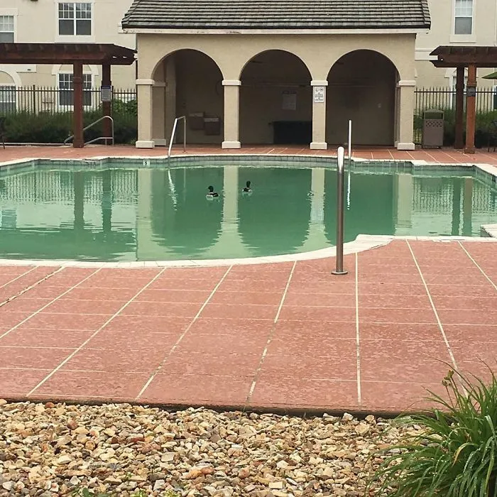 Patos nadando en una piscina residencial