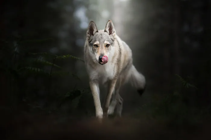 I Combined My Two Favorite Things, Dogs And Nature, To Create These Magical Photos (49 Pics)