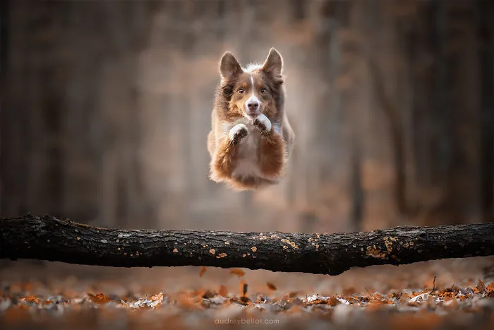 I Combined My Two Favorite Things, Dogs And Nature, To Create These Magical Photos (49 Pics)