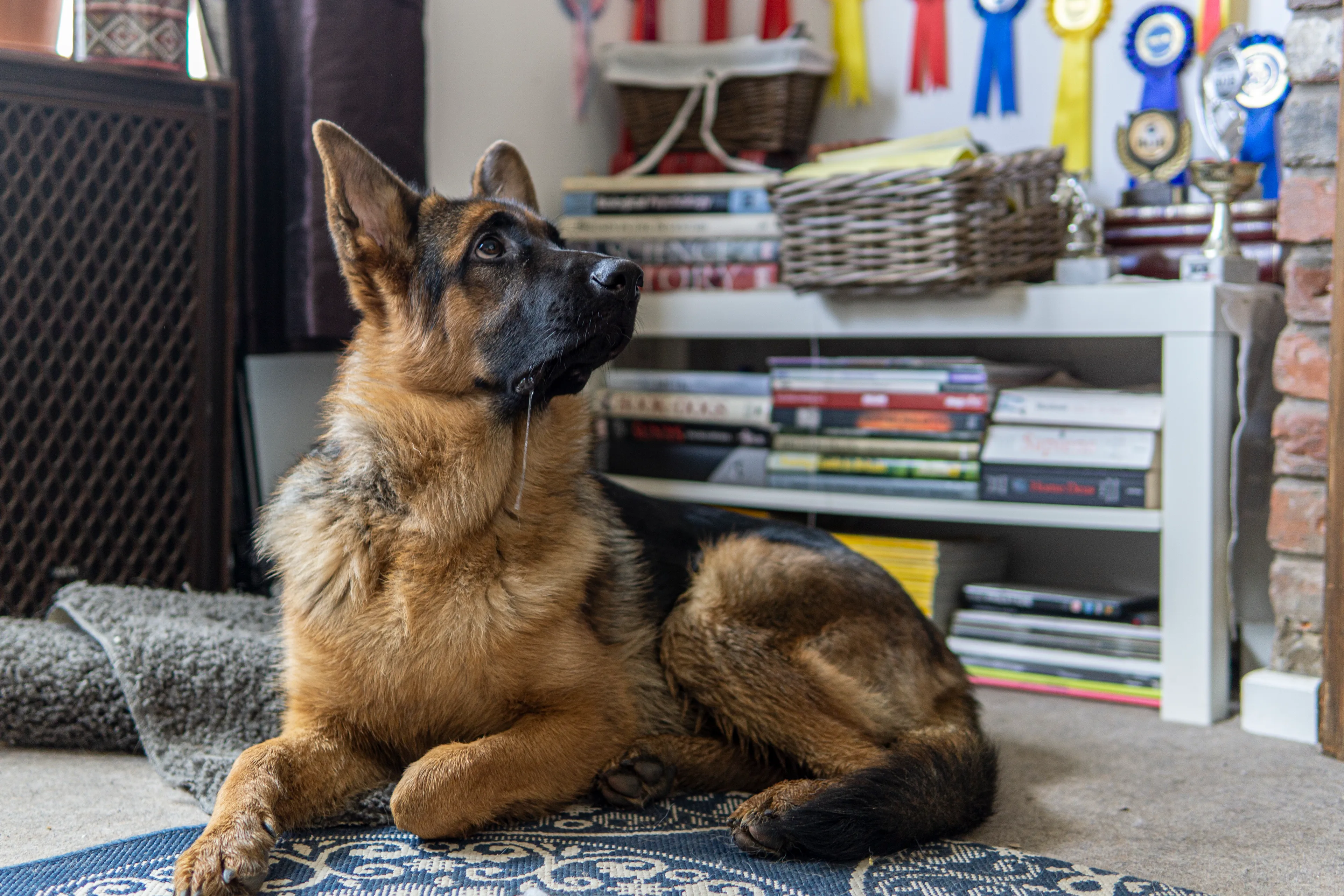 We Got A Puppy Exactly 1 Year Ago - And Now We Live An Adventure Full Life With 3 Dogs