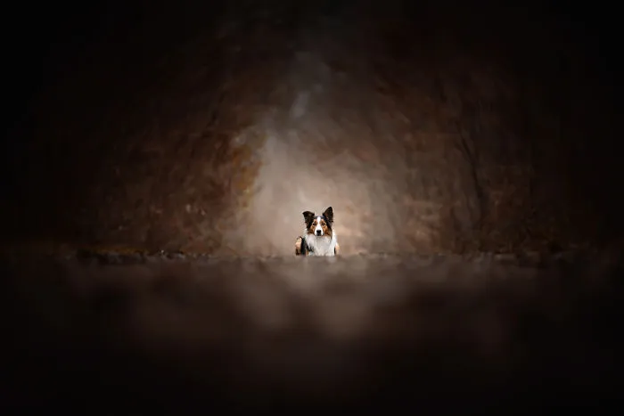 I Combined My Two Favorite Things, Dogs And Nature, To Create These Magical Photos (49 Pics)